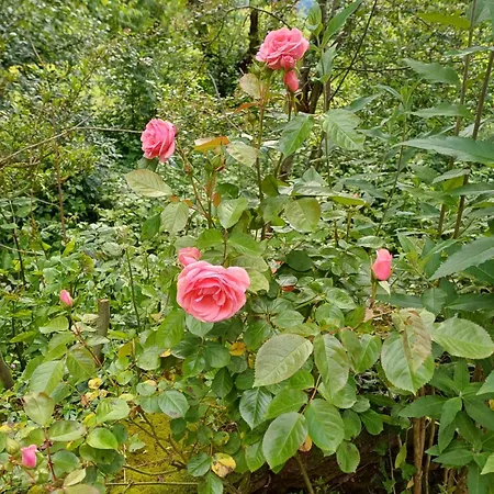 Manoir De Salleviale