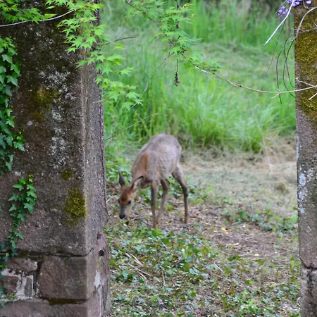 Manoir De Salleviale