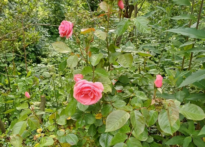 Manoir De Salleviale