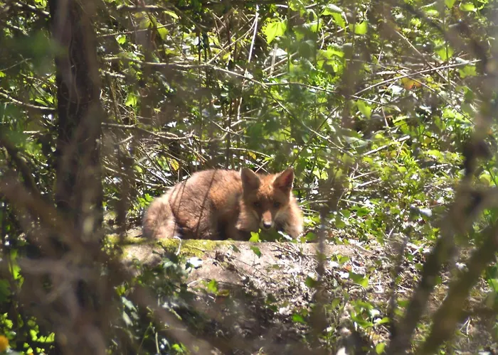Manoir De Salleviale